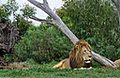 Werribee Open Range Zoo image 2