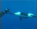 Whale Swimming Tonga image 3