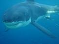 Whale Swimming Tonga image 5