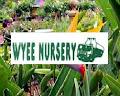 Wyee Nursery & Landscape Centre image 2