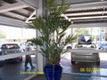 artificial Silk trees and artifical plants NSW logo