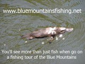 www.bluemountainsfishing.net image 1