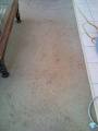 A Grade Carpet Cleaning and Pest Control image 6