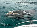 Albany Whale Tours image 4