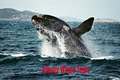 Albany Whale Tours logo