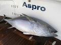 Aspro Game Fishing Charters image 5
