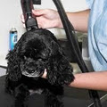 Big Paws Little Paws Mobile Dog Wash n Grooming Service image 2