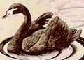 Black Swan Bookkeeping logo