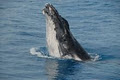 Blue Dolphin Marine Tours image 3