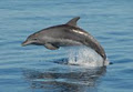 Blue Dolphin Marine Tours image 4
