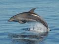 Blue Dolphin Marine Tours image 6