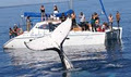 Blue Dolphin Marine Tours logo