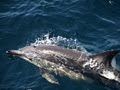 CareCat Cruising N'Joy Newcastle Whale Watching image 5