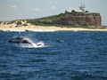 CareCat Cruising N'Joy Newcastle Whale Watching image 6