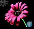 Ennis Flowers image 4