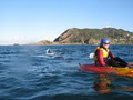 Go Sea Kayak Byron Bay image 4