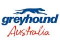 Greyhound Australia image 4