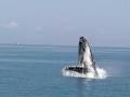 Hervey Bay Whale Watch image 3