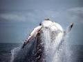 Hervey Bay Whale Watch image 6