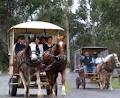 Hunter Valley Horse Riding And Carriage Tours image 3