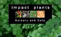 Impact plants nursery and cafe image 6