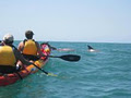 Kayak Noosa image 3