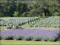 Lavender Gate Farm image 4