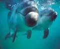 Polperro Dolphin Swims image 3
