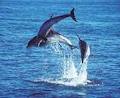 Polperro Dolphin Swims image 4