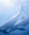 Polperro Dolphin Swims image 5