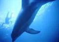 Polperro Dolphin Swims image 6