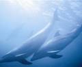 Polperro Dolphin Swims image 1