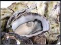 Pure Coffin Bay Oysters image 1