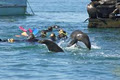 Sea All Dolphin Swims image 2
