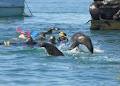 Sea All Dolphin Swims image 4