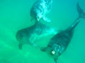 Sea All Dolphin Swims image 1