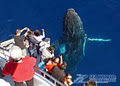 Sea World Whale Watch image 2