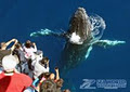 Sea World Whale Watch image 3