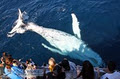 Sea World Whale Watch image 4