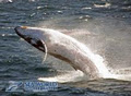 Sea World Whale Watch image 5