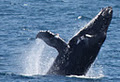 Sea World Whale Watch image 6