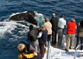 Sea World Whale Watch logo