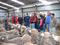 Sheep Consultancy Service Pty Ltd image 2