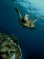 Snorkel Cairns image 2