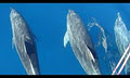 Swim with dolphins image 1