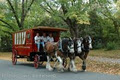 The Slow Coach Horse Drawn Dining Carriage image 2