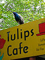 Tulip's Cafe Catering logo