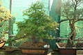 Vina Horticulture Bonsai & Nursery image 3