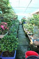 Vina Horticulture Bonsai & Nursery image 1