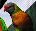 Walk-In Aviary Canberra image 2